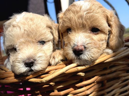 Çiçek Gibi Maltipoo Bebeklerim görsel