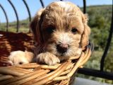 Çiçek Gibi Maltipoo Bebeklerim
