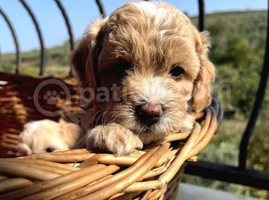 Çiçek Gibi Maltipoo Bebeklerim görsel