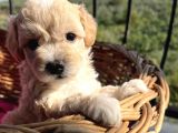 Çiçek Gibi Maltipoo Bebeklerim