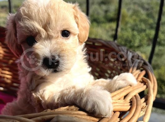 Çiçek Gibi Maltipoo Bebeklerim görsel