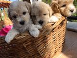 Çiçek Gibi Maltipoo Bebeklerim