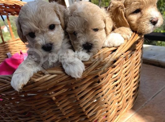Çiçek Gibi Maltipoo Bebeklerim görsel
