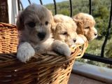 Çiçek Gibi Maltipoo Bebeklerim