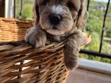 Çiçek Gibi Maltipoo Bebeklerim