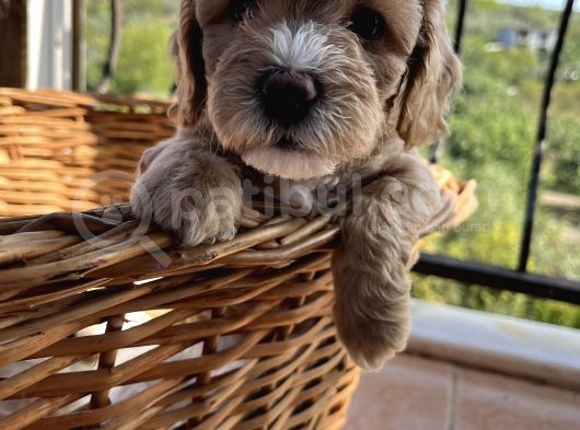 Çiçek Gibi Maltipoo Bebeklerim görsel