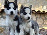 Safkan Çi̇ft Maske Husky Yavrulari