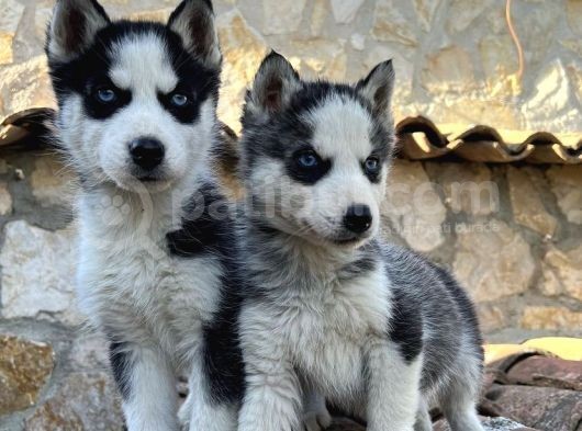 Safkan Çi̇ft Maske Husky Yavrulari görsel