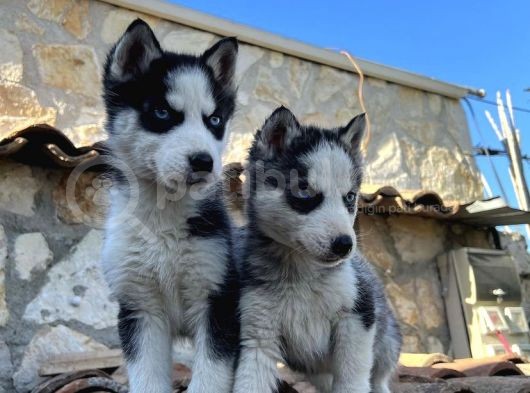 Safkan Çi̇ft Maske Husky Yavrulari