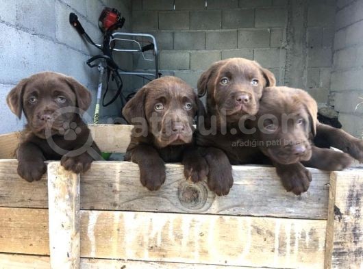 Çi̇kolata Labrador Yavrulari