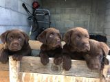 Çi̇kolata Labrador Yavrulari