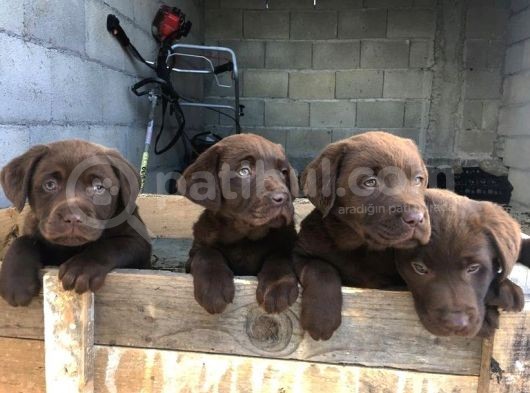 Çi̇kolata Labrador Yavrulari görsel