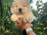 Chow Chow Çi̇n Aslani Tüy Yumaklari