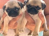 Muhteşem Güzellikte Basık Burun Gül Kuyruk Pug Yavrular