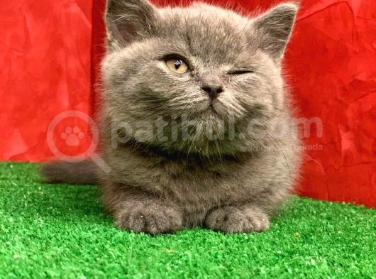 Bebek Yüzlü Orjinal British Shorthair Dişi Ve Erkek Yavrular görsel