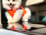 Ayı Surat Pomerian Boo Dünyası