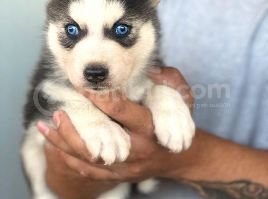 Safkan A Kali̇te Husky Yavrulari