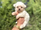Mini BOY ORJİNAL MALTESE TERRİER BEBEKLER