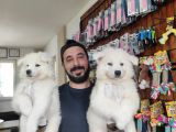 AYİ YAVRUSU SAMOYED A KALİTE IRK