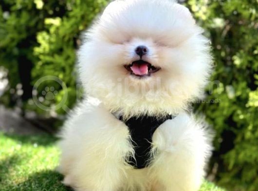 Bi̇ri̇ci̇k Boo Suratli Pomerani̇an Yavrular görsel
