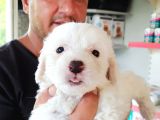 Safkan Maltese Terrier Yavruları Burkem Den