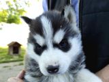Safkan A Kali̇te Husky Yavrulari