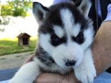 Safkan A Kali̇te Husky Yavrulari