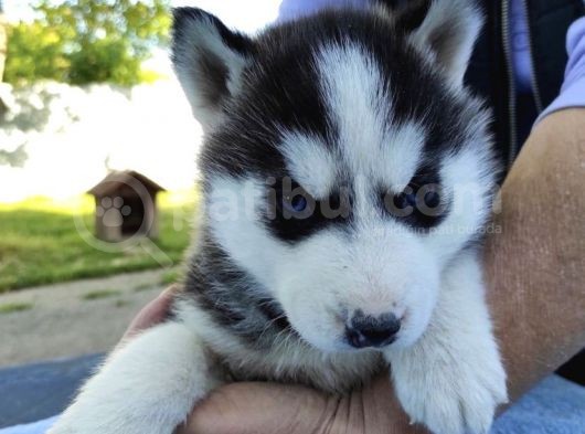 Safkan A Kali̇te Husky Yavrulari görsel