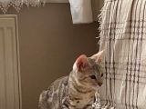Snow Bengal Yavrumuz