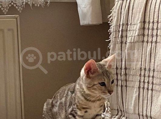 Snow Bengal Yavrumuz görsel