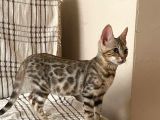 Snow Bengal Yavrumuz