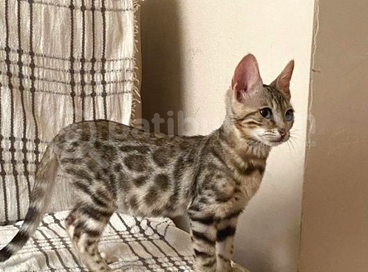 Snow Bengal Yavrumuz görsel
