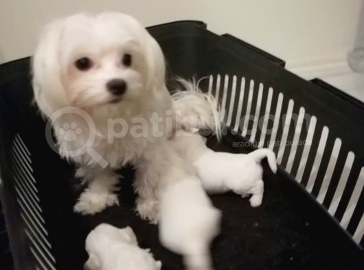 Safkan Maltese Terrier Yavruları Burkem Den