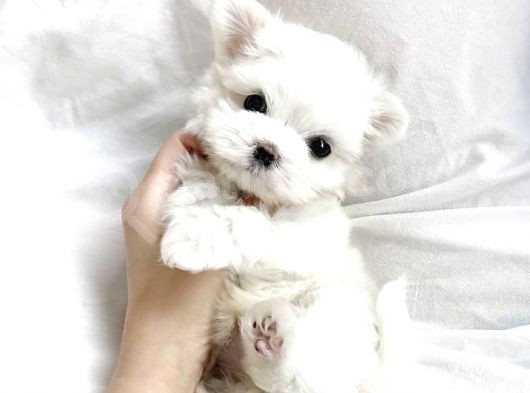 İzmir Safkan Kore Maltese Ler