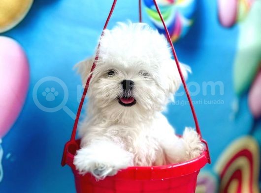 Teacup Boy Kore Kısa Burun Erkek 
