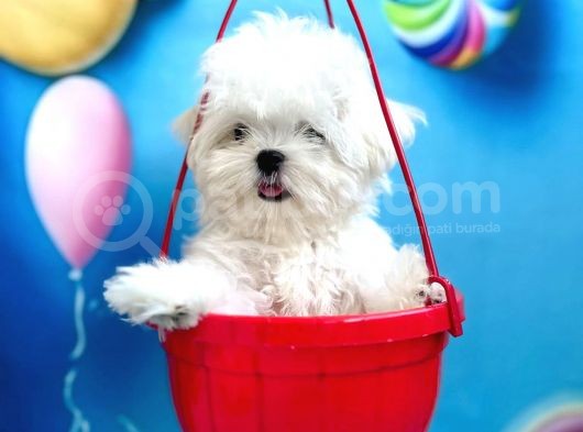 Teacup Boy Kore Kısa Burun Erkek  görsel