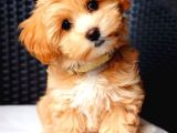 MALTİPO CİNSİ 