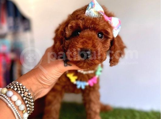 Safkan Toy Poodle Yavrular görsel