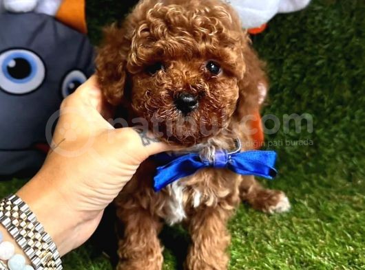 Safkan Toy Poodle Yavrular