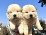 Orjinal Chow Chow Yavrularımız