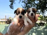 Kısa Bacak Jack Russel Yavrular