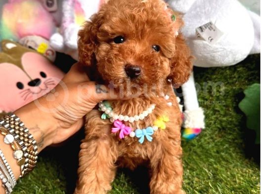 Juri̇ Onayli Toy Poodle Yavrular görsel