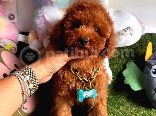 Juri̇ Onayli Toy Poodle Yavrular görsel