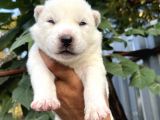 Husky Sibirya Kurdu Yavrularımız