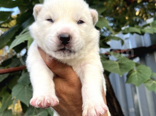 Husky Sibirya Kurdu Yavrularımız görsel