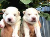 Husky Sibirya Kurdu Yavrularımız