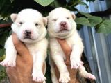 Husky Sibirya Kurdu Yavrularımız
