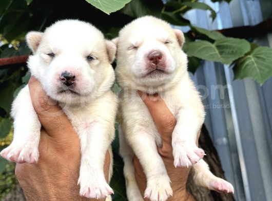 Husky Sibirya Kurdu Yavrularımız görsel