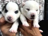 Husky Sibirya Kurdu Yavrularımız
