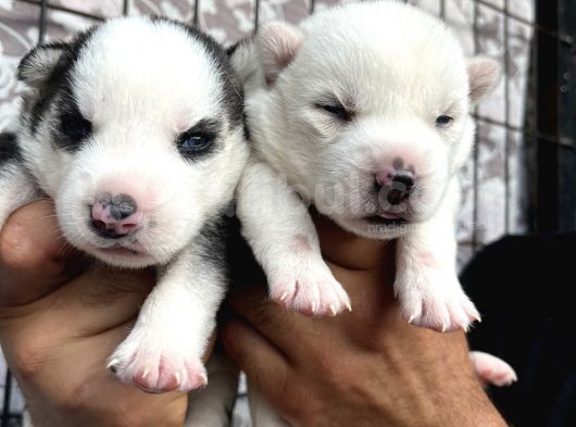 Husky Sibirya Kurdu Yavrularımız görsel